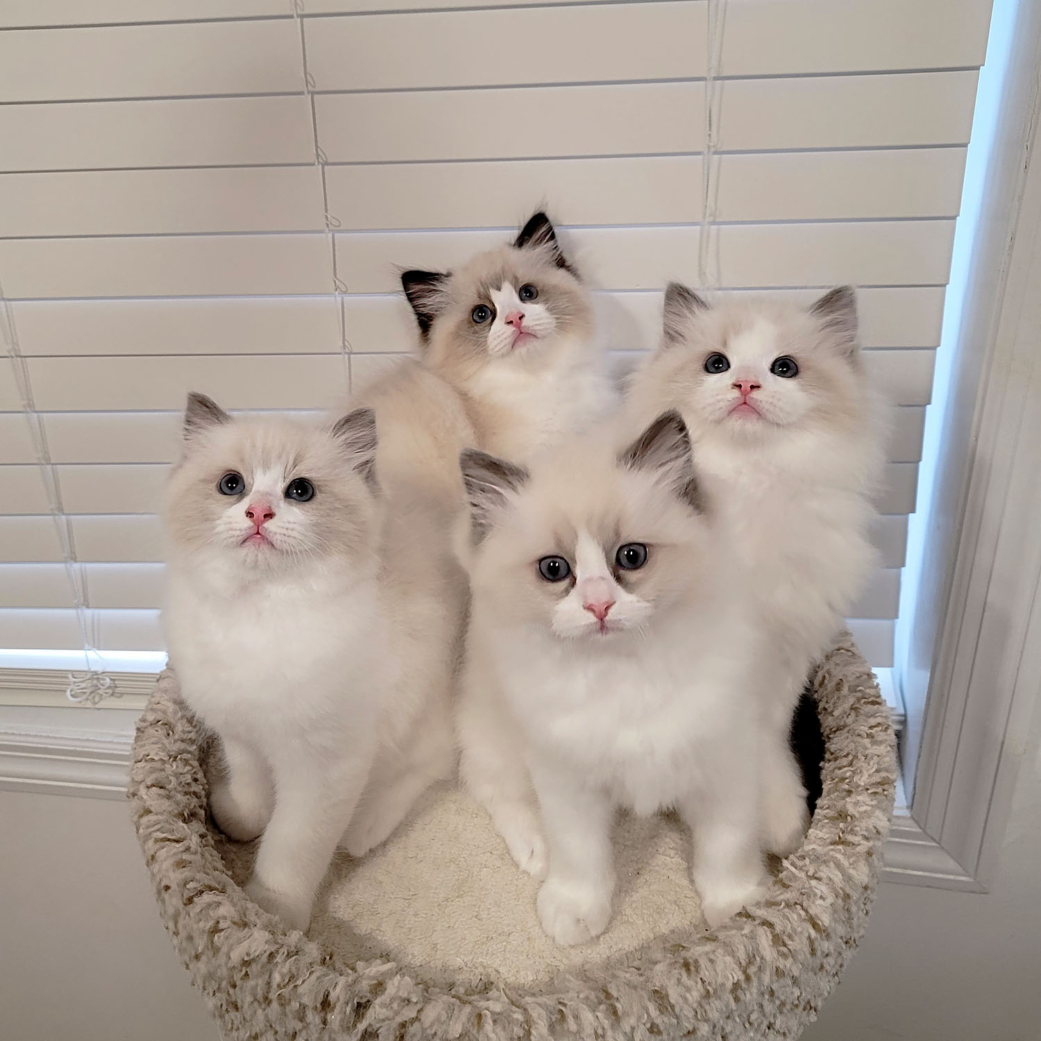 Evelyn kittens